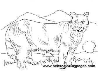 336x241 Cougar Free Coloring Pages