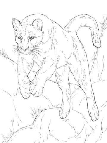 360x480 Leaping Cougar Coloring Page Cougar Category. Select