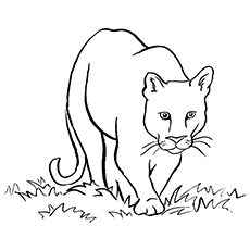 230x230 Top 10 Cougar Coloring Pages Your Toddler Will Love To Color