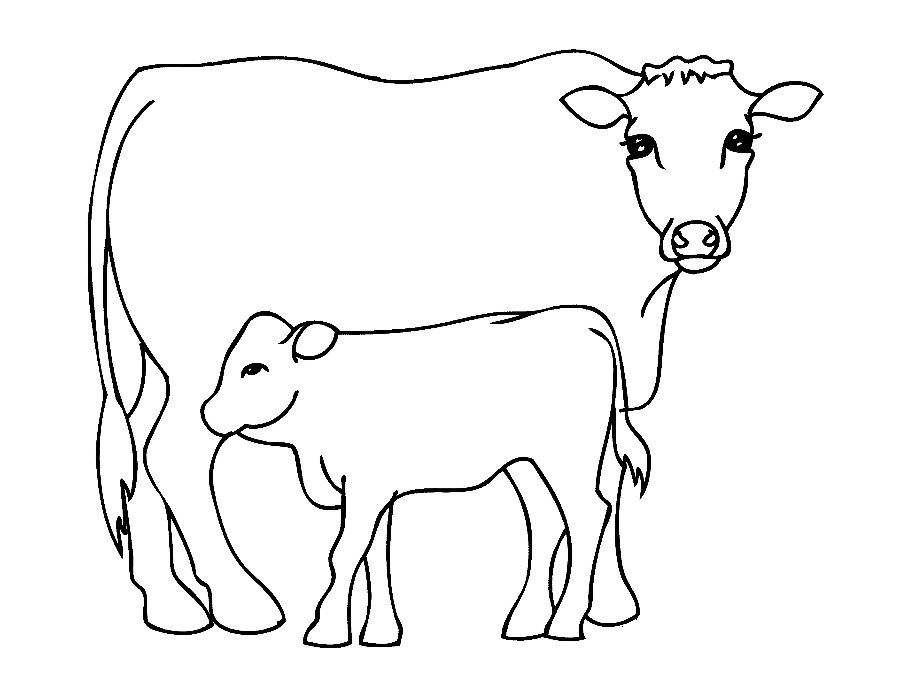 Cow Coloring Page Sketch Template Coloring Book 4 3477 Cedrqu 900x675 Cow Coloring Page Sketch Template Coloring Book 4 3477 Cedrqu