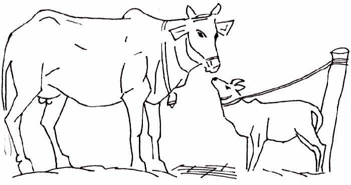 Free Cow Coloring Pages Printable 700x370 Free Cow Coloring Pages Printable