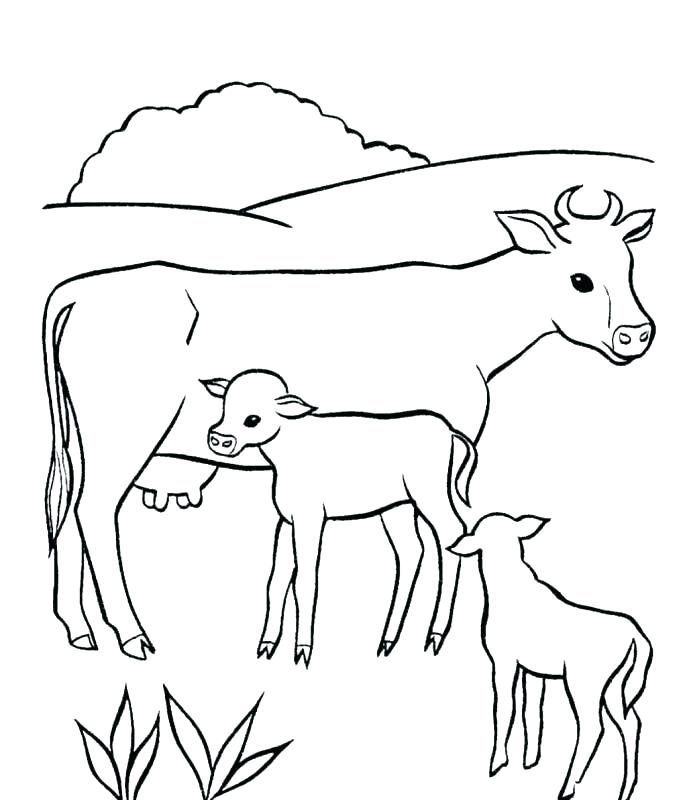 Coloring Pages Cow 687x800 Coloring Pages Cow