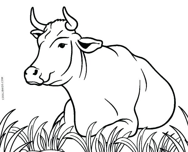 Cows Coloring Pages Impair.co 600x485 Cows Coloring Pages Impair.co