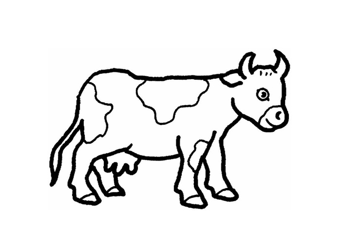 Baby Cow Coloring Page 700x500 Baby Cow Coloring Page