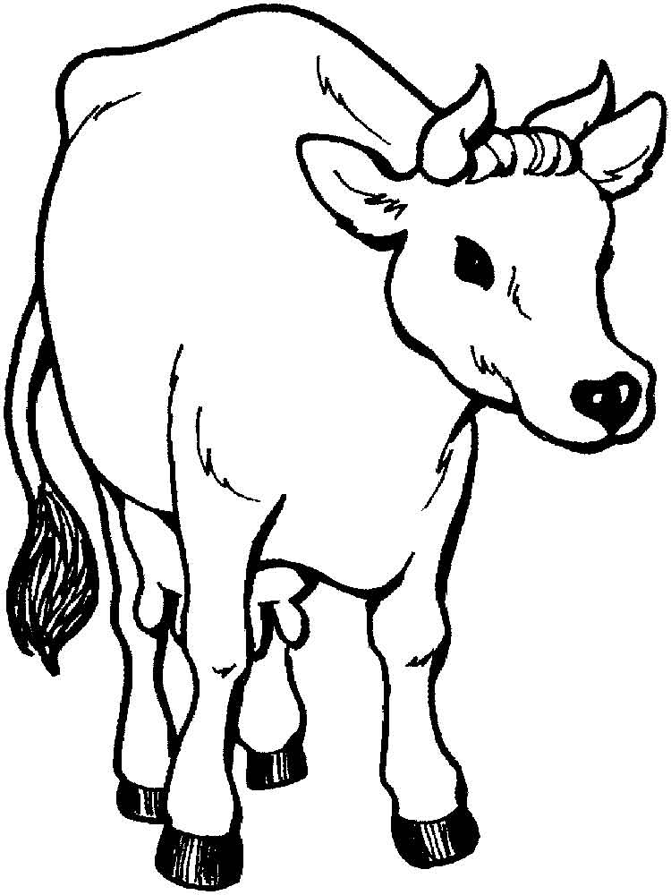 Free Printable Cow Coloring Pages For Kids 750x1000 Free Printable Cow Coloring Pages For Kids