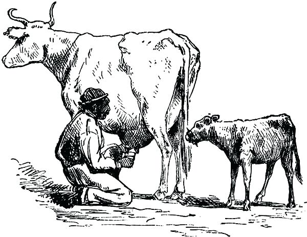 600x463 Cow Coloring Pages Sketch Farmer Milking Cow Coloring Pages