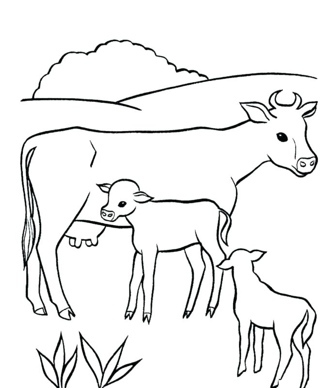 687x800 Cow Coloring S Coloring Pages For Kids