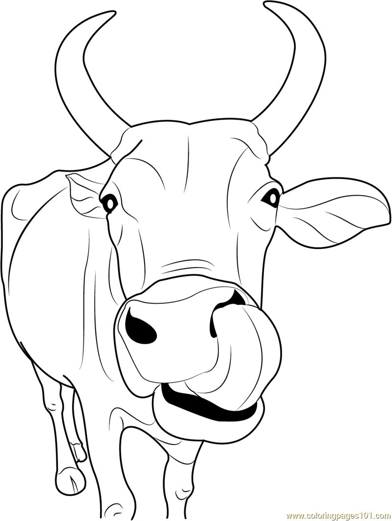 800x1063 Popular Pictures Of Cows To Color Emerging Cow Coloring Page Pages