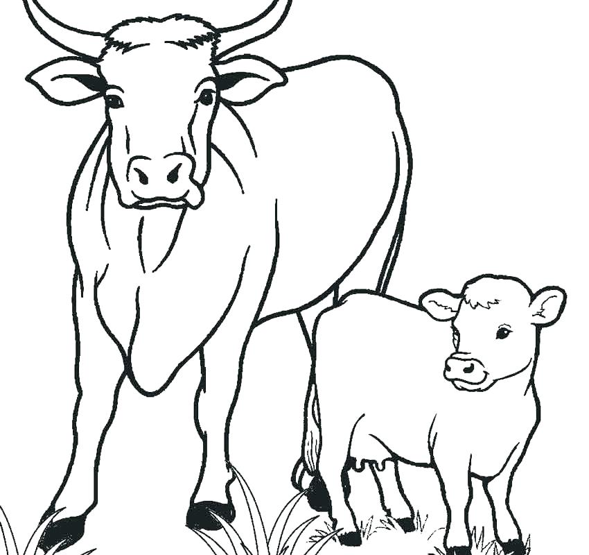 850x800 Coloring Pictures Of Cows