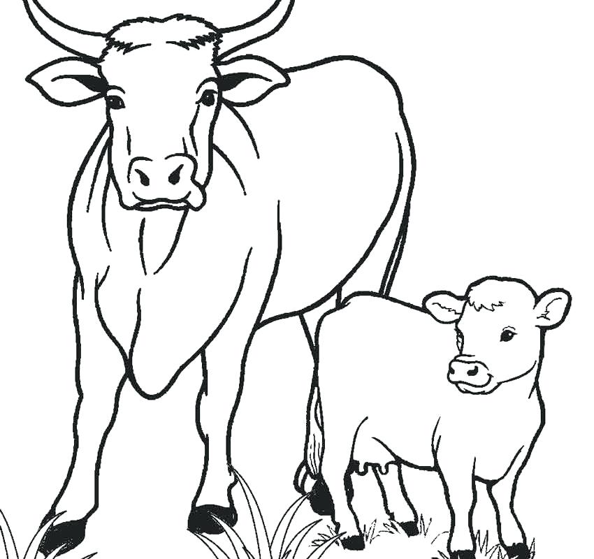 850x800 Cows Coloring Pages Free Printable Cow Coloring Pages For Kids Is