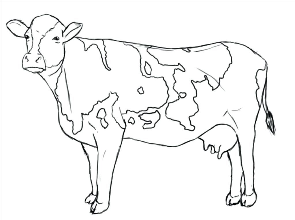 Opportunities Cow Coloring Sheets Free Printable Pages For Kids 1023x766 Opportunities Cow Coloring Sheets Free Printable Pages For Kids