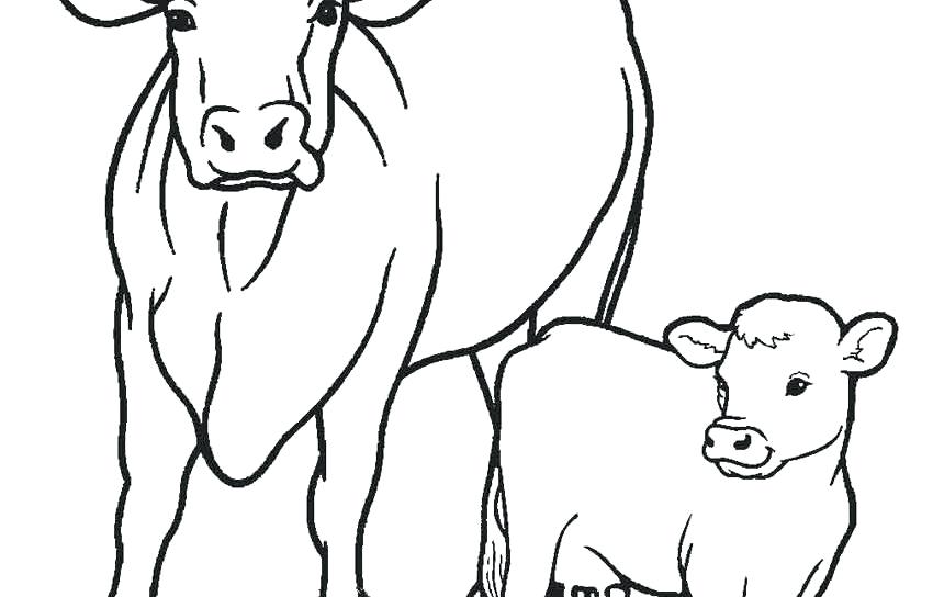 850x544 Printable Coloring Pages Easter Cow Cattle Free Is Animals Drive