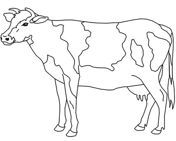 600x481 Unusual Cow Coloring Pages For Preschoolers Adults Preschool Adult