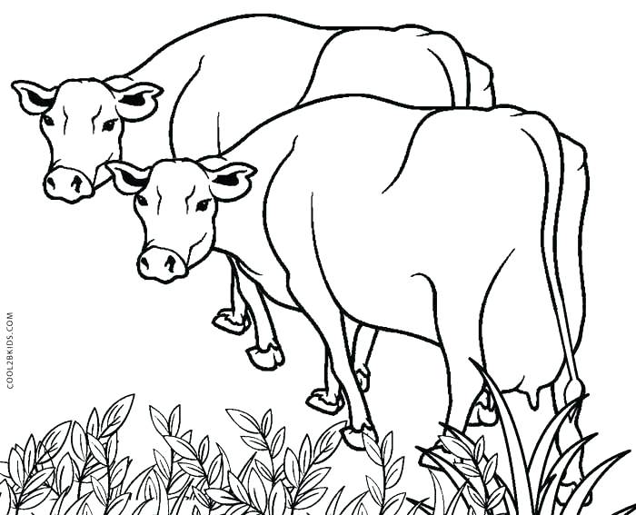 700x567 Coloring Pictures Of Cows Related Post Printable Coloring Pictures