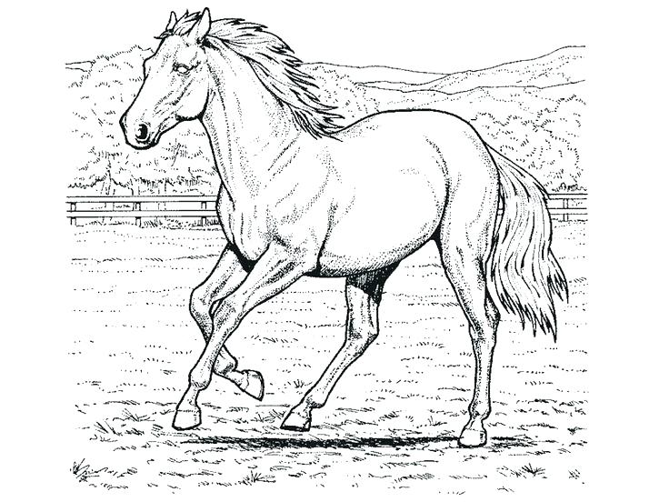 Horse Pictures To Color Coloring Pages Horse Color Page 736x552 Horse Pictures To Color Coloring Pages Horse Color Page