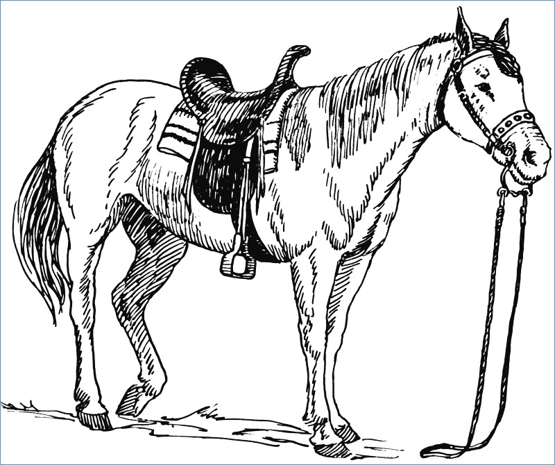 Famous Coloring Pages Of Dogs And Horses Image 800x670 Famous Coloring Pages Of Dogs And Horses Image