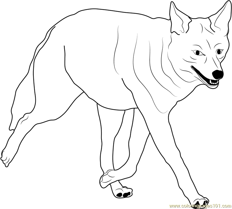 Coyote Walking Coloring Page 800x722 Coyote Walking Coloring Page