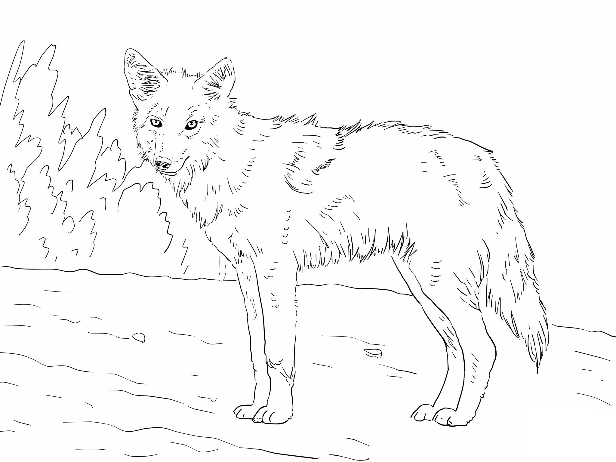 Free Printable Coyote Coloring Pages.jpg Adult 2048x1536 Free Printable Coyote Coloring Pages.jpg Adult