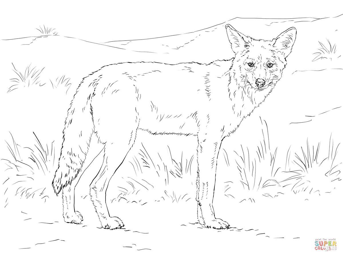 Coyote Coloring Page Free Printable Coloring Pages Coyote Coloring 1199x899 Coyote Coloring Page Free Printable Coloring Pages Coyote Coloring