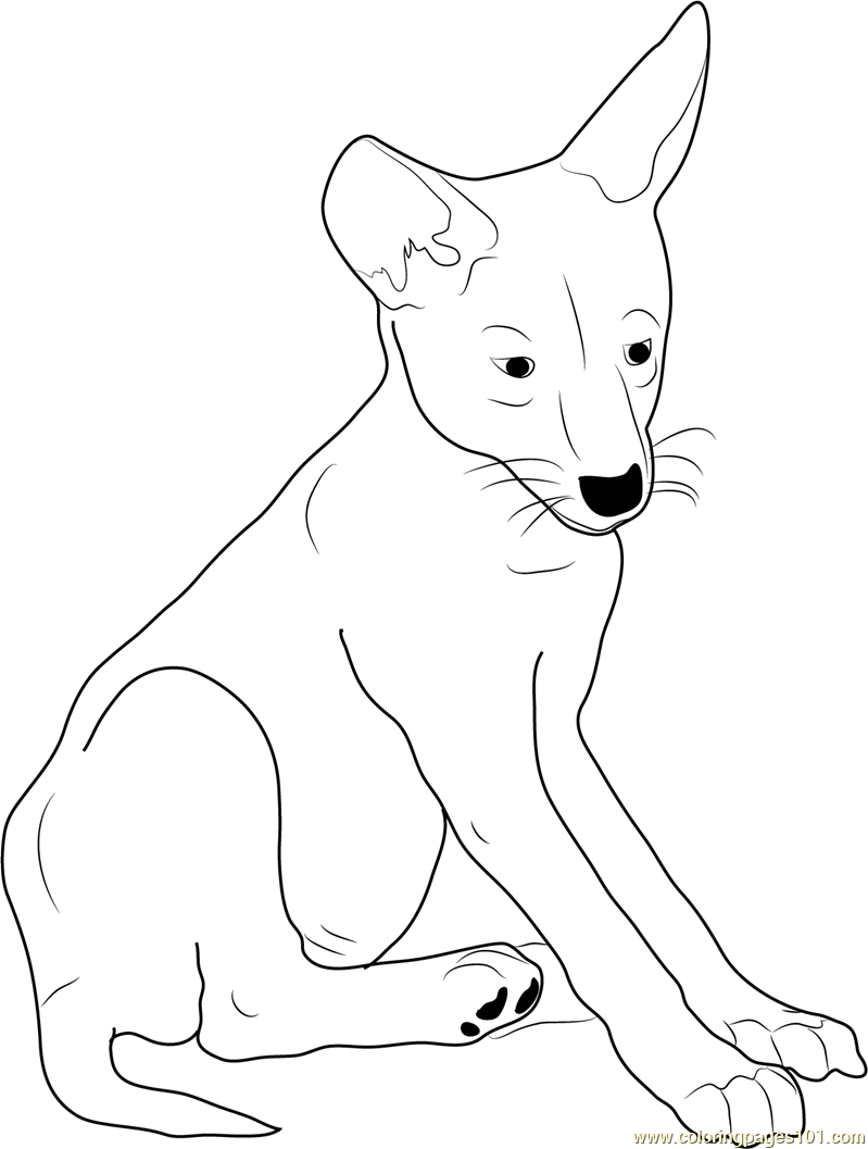 Coyote Coloring Pages 799x1057 Coyote Coloring Pages
