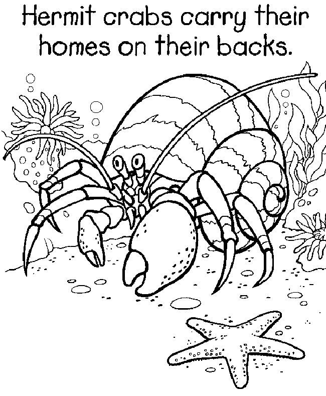 650x789 Hermit Crab Coloring Page Printable Coloring Pages Beach Vaca
