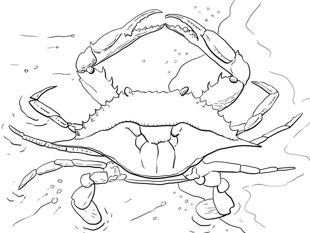 Atlantic Ocean Blue Crab Coloring Page For Kids 1024x768 Atlantic Ocean Blue Crab Coloring Page For Kids