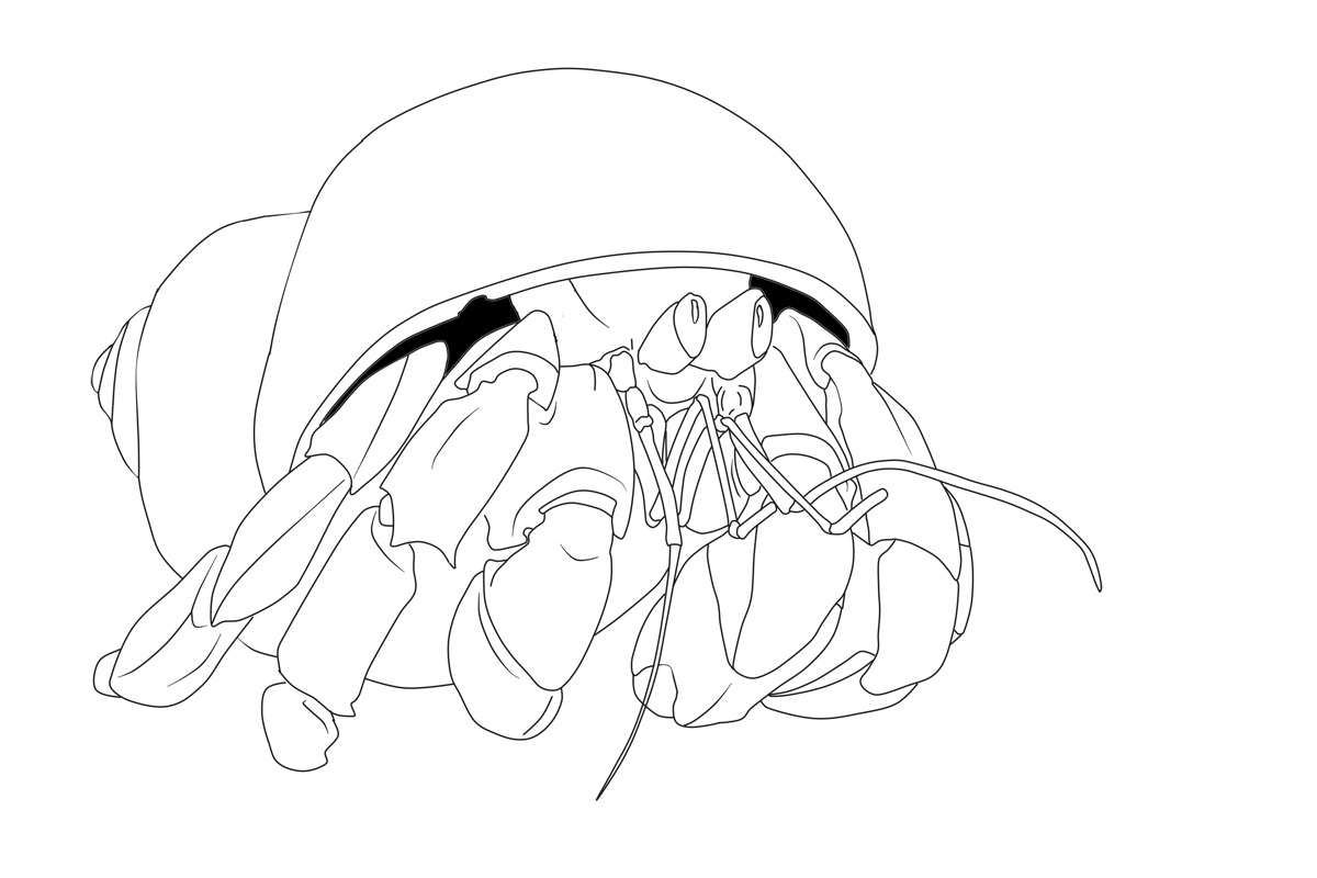 Free Printable Hermit Crab Coloring Pages For Kids 1200x800 Free Printable Hermit Crab Coloring Pages For Kids