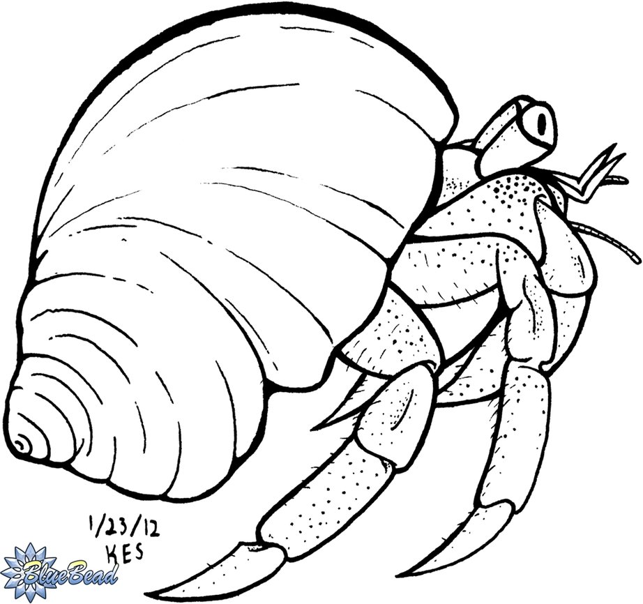 Imagination Coloring Pages Of Crabs Hermit Crab Drawing 922x866 Imagination Coloring Pages Of Crabs Hermit Crab Drawing