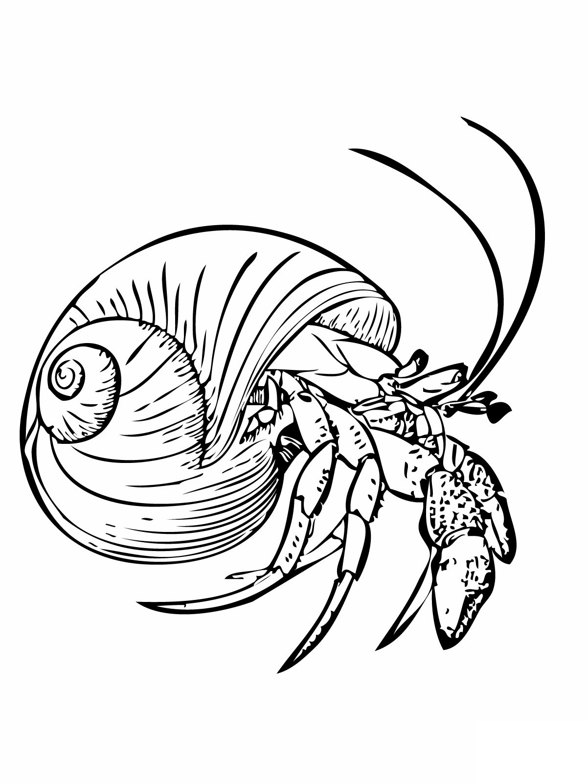 New Hermit Crab Coloring Page Free Printable P 1200x1600 New Hermit Crab Coloring Page Free Printable P