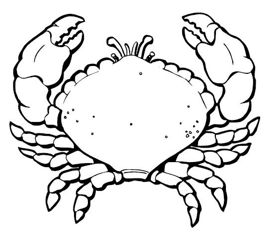 Summer Coloring Page 556x476 Summer Coloring Page
