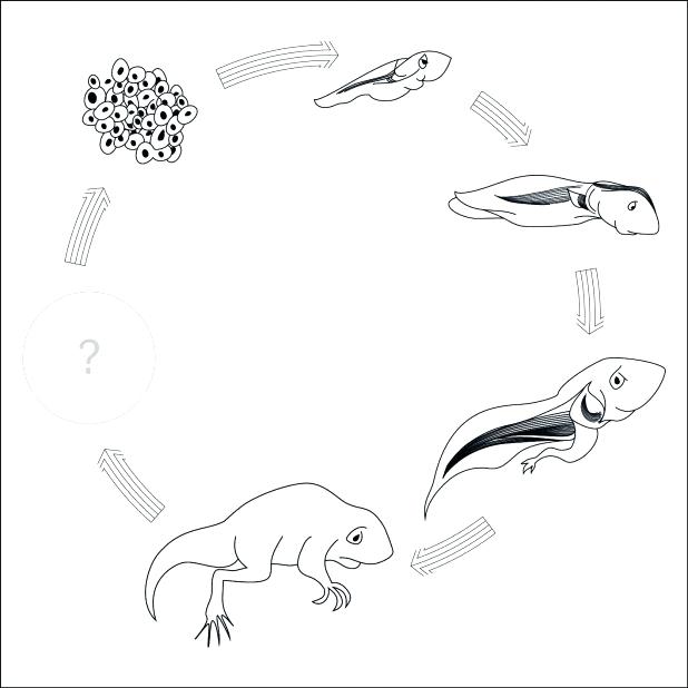 618x618 Lovely Frog Life Cycle Coloring Page Images Coloring Pages