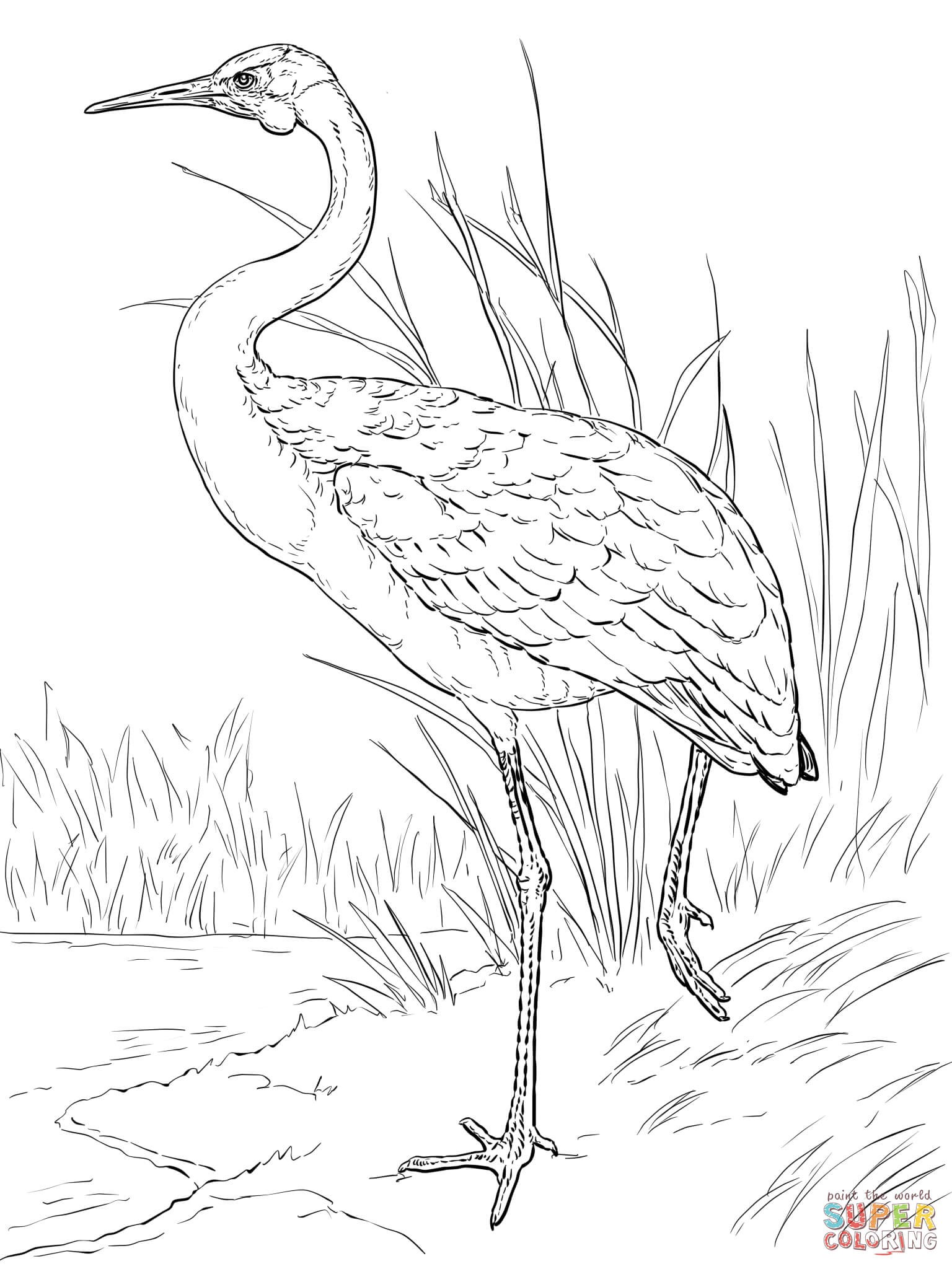 Crane Animal Coloring Pages Elegant Australian Brolga Coloring 1536x2048 Crane Animal Coloring Pages Elegant Australian Brolga Coloring