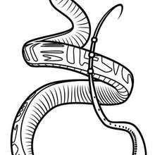 Crane Coloring Pages 220x220 Crane Coloring Pages