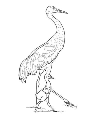 Sandhill Crane With Baby Coloring Page From Cranes Category 360x480 Sandhill Crane With Baby Coloring Page From Cranes Category