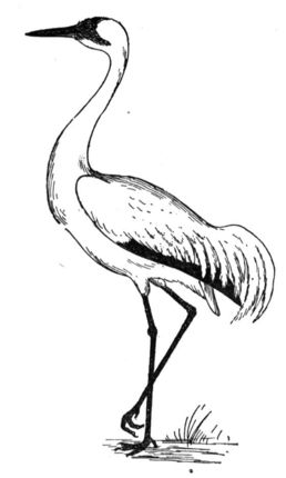 Click To See Printable Version Of Crane Coloring Page Templates 258x430 Click To See Printable Version Of Crane Coloring Page Templates