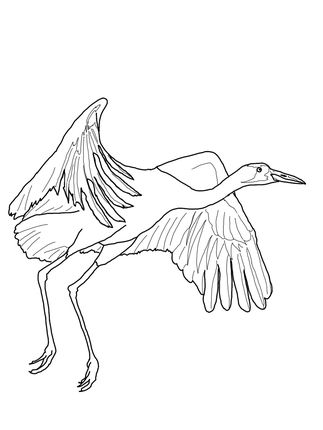 Click To See Printable Version Of Whooping Crane Fly Coloring Page 323x430 Click To See Printable Version Of Whooping Crane Fly Coloring Page