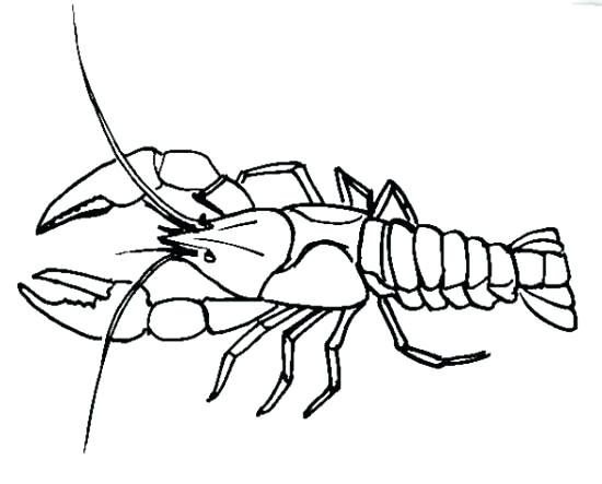 550x443 Crawfish Coloring Page Crayfish Drawing Crawfish Boil Coloring