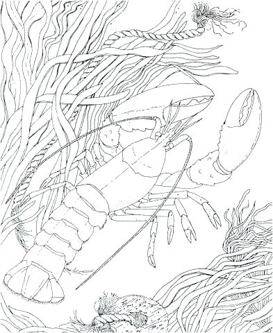 393x480 Crawfish Coloring Page Silhouette Clip Art Crayfish Illustration