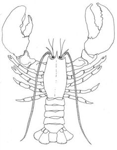 236x303 Crawfish Coloring Page From Crawfish Category. Select From 20946