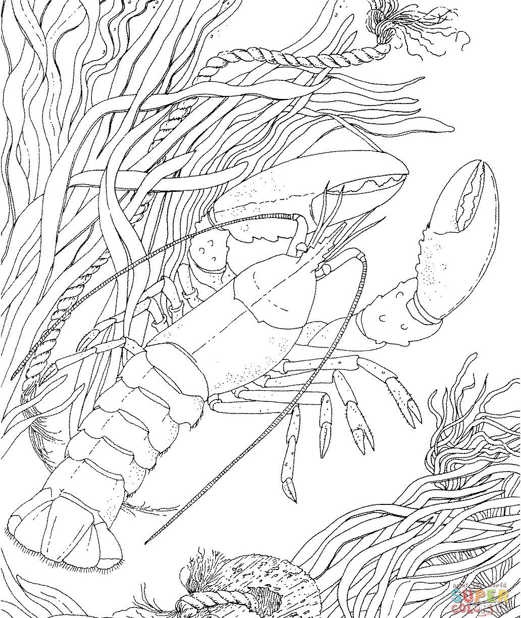 1032x1224 Crayfish Coloring Page Free Printable Realistic Crawfish
