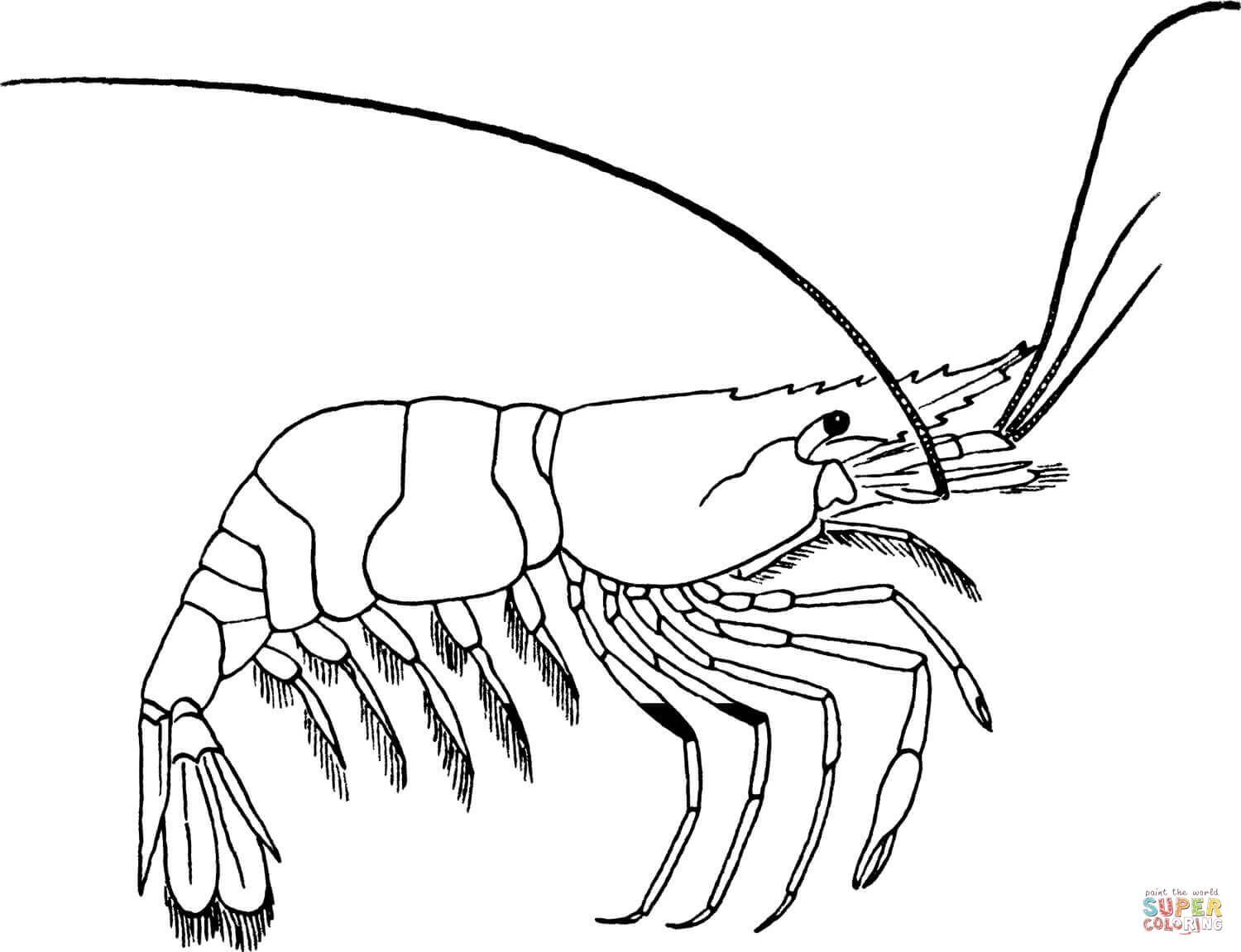 1500x1151 Fresh Shrimp Page To Color Gallery Printable Coloring Sheet