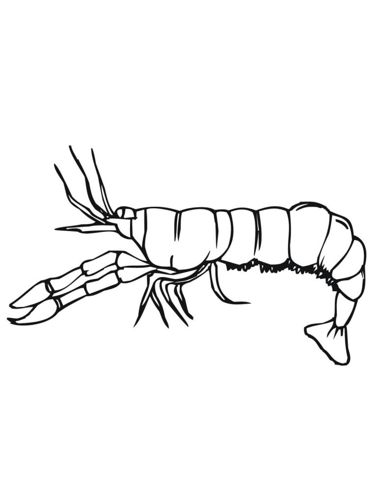 768x1024 Interesting Crayfish Coloring Page Smallin Cave Links
