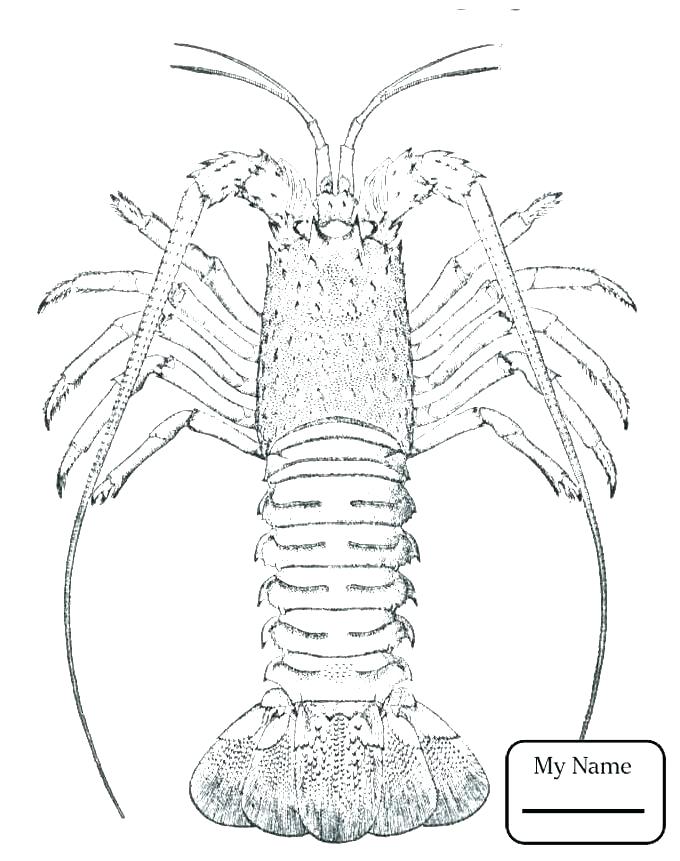 680x861 Lobster Coloring Page Lobster Coloring Page Lobster Coloring Page