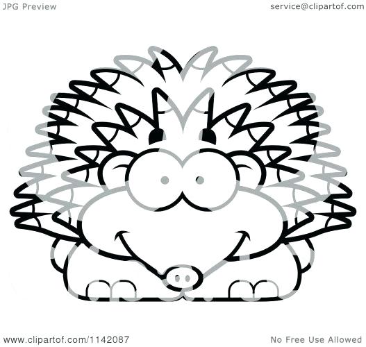 527x500 Porcupine Coloring Pages Porcupine Coloring Sheets Page Printable