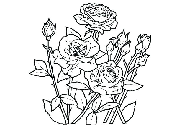 600x429 Creative Coloring Book Rose Free Free Coloring Free Printable