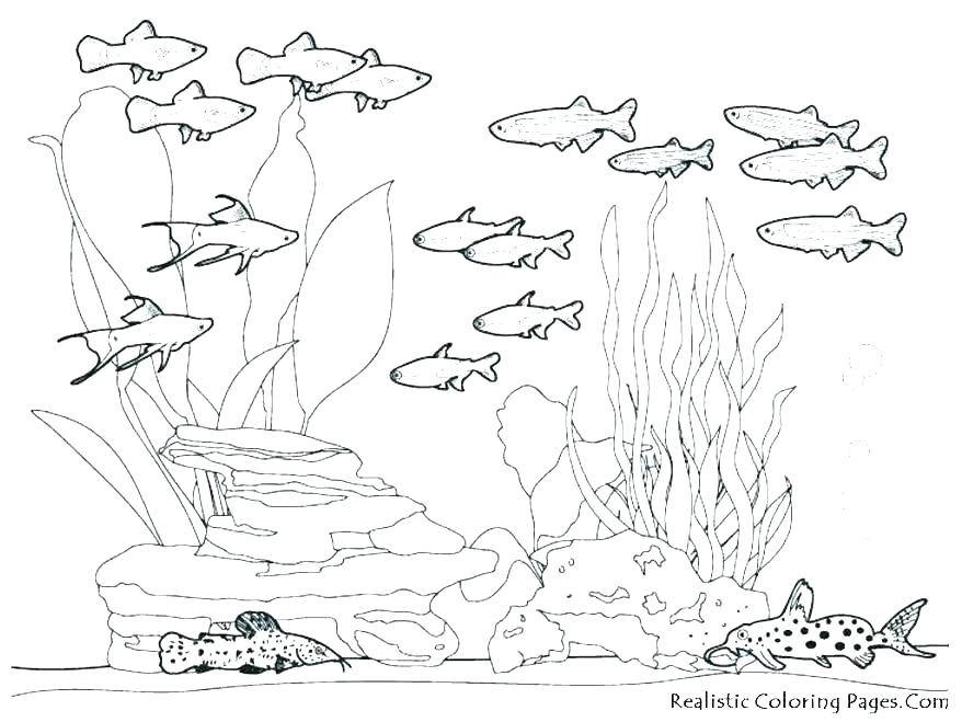 Sea Creatures Coloring Pages Octopus Octopus Coloring Page 878x659 Sea Creatures Coloring Pages Octopus Octopus Coloring Page