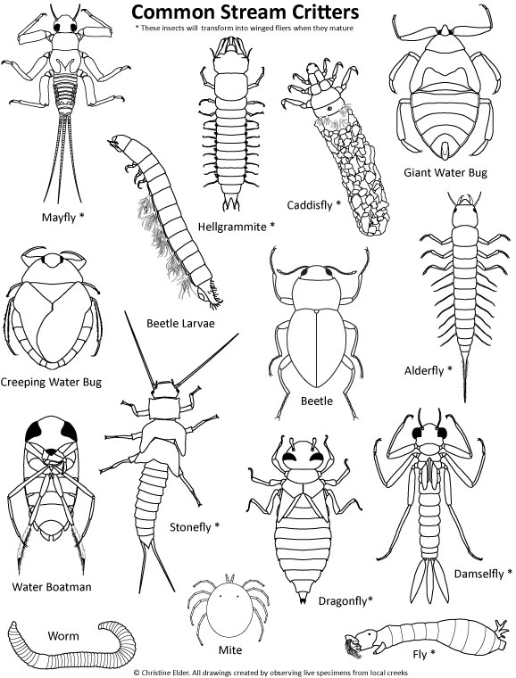 578x760 Stream Insects Coloring Page