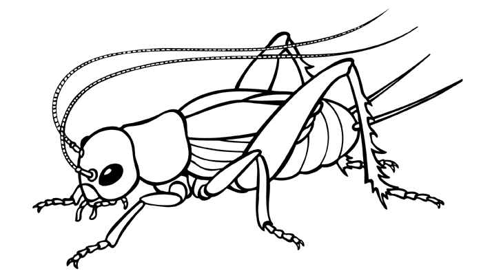 Cricket Coloring Pages Cricket In Times Square Coloring Pages 698x400 Cricket Coloring Pages Cricket In Times Square Coloring Pages