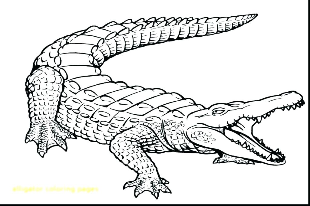 1024x681 Crocodile Coloring Pages Coloring Page Alligator Coloring