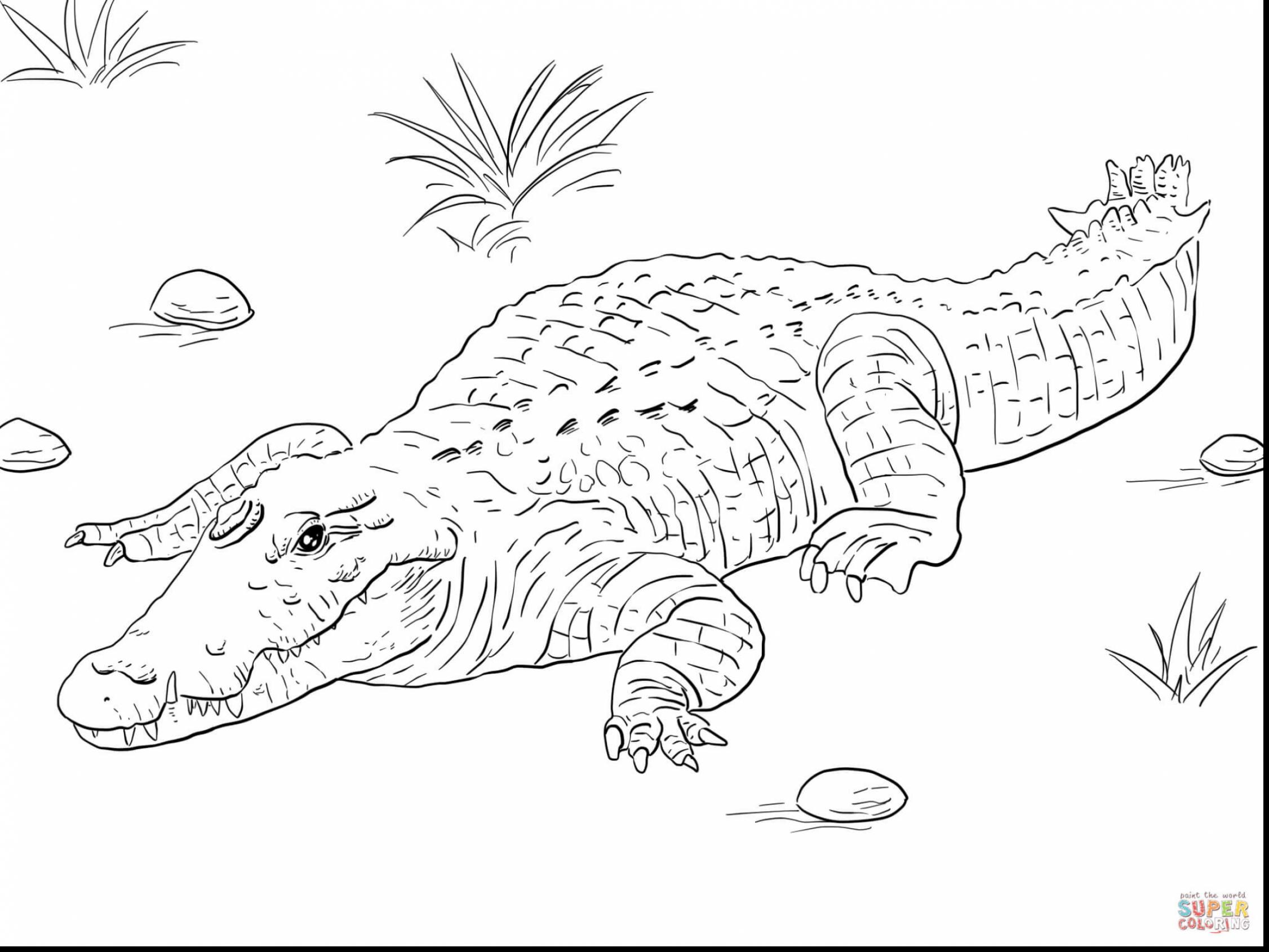 2252x1689 Beautiful Crocodile Coloring Page In Free Book Printable Download